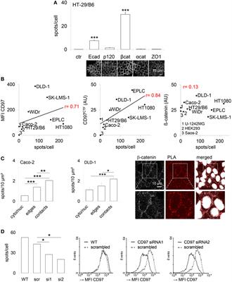 The Interaction of CD97/ADGRE5 With β-Catenin in Adherens Junctions Is Lost During Colorectal Carcinogenesis